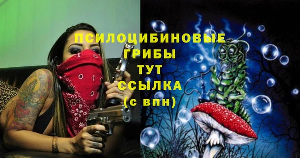 стаф Алзамай